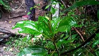 Amateur studs fuck in the woods in various positions