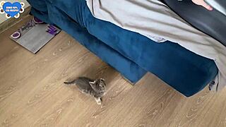 Hot tattooed blonde teen with big tits rides cock in cowgirl. She bends over doggystyle swallows cum in amateur homemade sex.