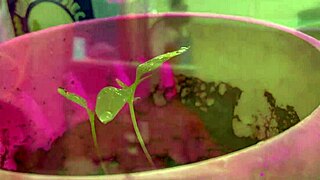 Beautiful Amateur Fingers Her Tight Pussy to Orgasm