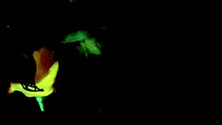 I finally recorded myself sucking him, tell me if I should use this as my WhatsApp profile pic, Dianita Miel! 😘