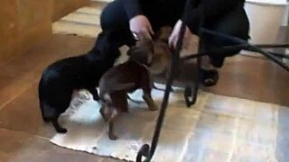 Carolyn Reese's Big Tits Friend Masturbates With Dildo