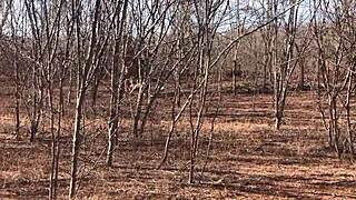 full video on red or paid platforms