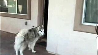 Felicity Feline Slut Shows Off Wild Webcam Dancing and Tattoo Moments