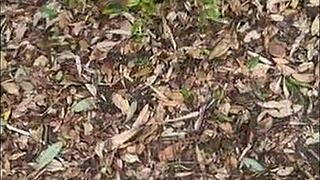 My Wife and I Fuck Outdoors After Flashing