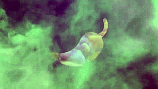 youtuber de pegadinhas made a video call and touched one